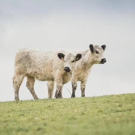 Garnecker Galloways Weidetraum Luksusowy namiot *