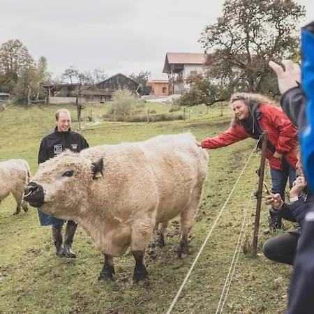 Garnecker Galloways Weidetraum