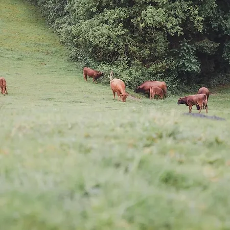 Garnecker Galloways Weidetraum